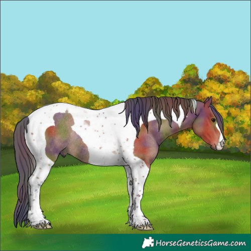 Horse Color:Nacre Bay Tobiano Rabicano 