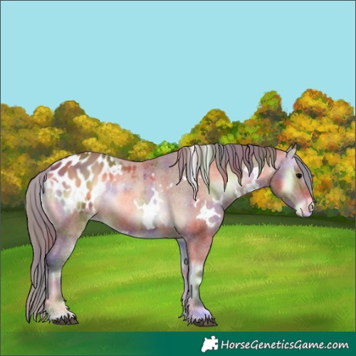 Horse Color:Nacre White Spotted Bay Onyx Blanket 
