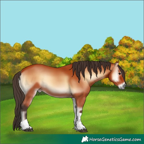 Horse Color:Bay Onyx Tobiano 