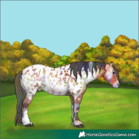 Horse Color:Nacre Bay Onyx Tobiano Near Leopard 