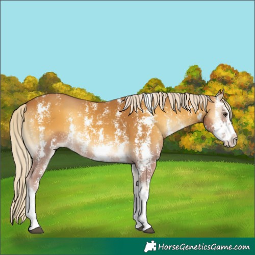 Horse Color:Palomino Onyx Sabino Splash 