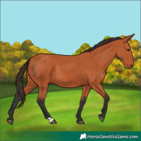 Horse Color:Bay Rabicano 