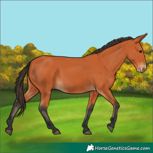 Horse Color:Bay Rabicano 