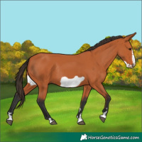 Horse Color:Bay Frame Rabicano 