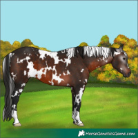 Horse Color:Gray White Spotted Brown