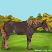Horse Color:Liver Chestnut Rabicano 