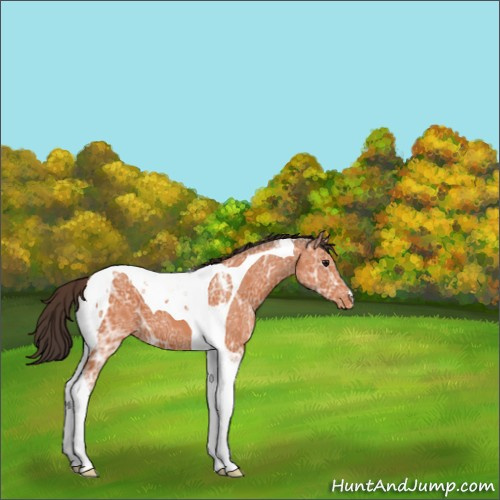 Horse Color:Bay Ice Tobiano Appaloosa 