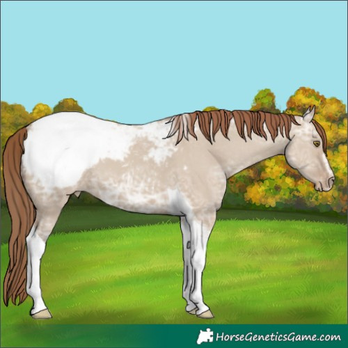 Horse Color:Classic Champagne Ice Dun Sabino Tobiano Appaloosa 