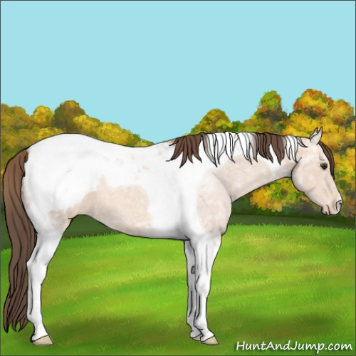 Horse Color:Classic Champagne Ice Tobiano Appaloosa 