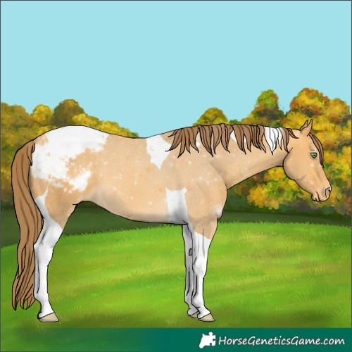 Horse Color:Amber Cream Champagne Tobiano Appaloosa