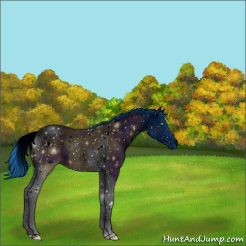 Horse Color:ERROR: UNKNOWN ANOMALY