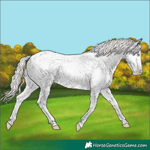 Horse Color:Amber Cream Champagne Pearl Tobiano Appaloosa 