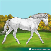 Horse Color:Amber Cream Champagne Pearl Tobiano Varnish 