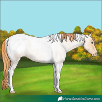 Horse Color:Classic Champagne Roan Pearl Tobiano Varnish 