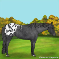 Horse Color:Black Blanket Rabicano 