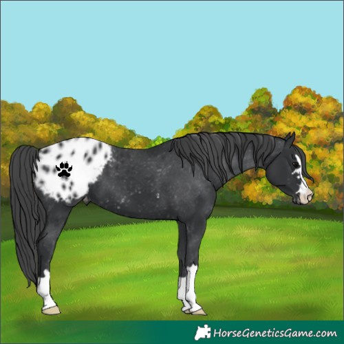 Horse Color:Black Blanket 