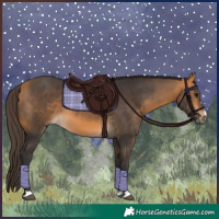 Horse Color:Buckskin