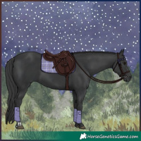 Horse Color:Black  and Black 