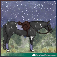 Horse Color:White Spotted Black 