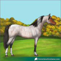 Horse Color:Bay Roan Tobiano 