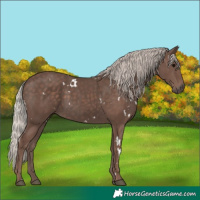 Horse Color:White Spotted Silver Black