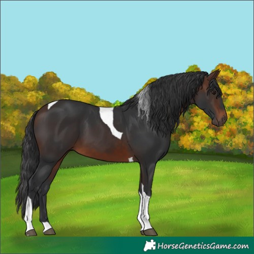 Horse Color:Brown Tobiano 