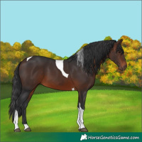 Horse Color:Brown Tobiano 