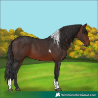 Horse Color:Brown Tobiano 