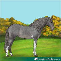 Horse Color:Smoky Black Tobiano Appaloosa Rabicano 
