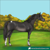 Horse Color:Smoky Black Tobiano 