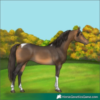Horse Color:Buckskin Tobiano