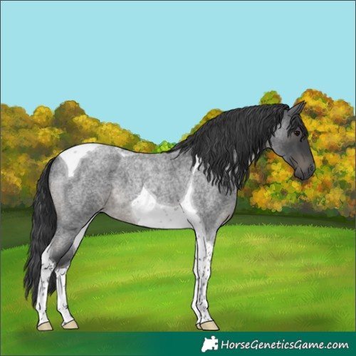 Horse Color:Blue Roan Tobiano