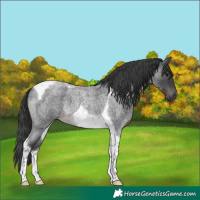 Horse Color:Blue Roan Tobiano