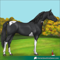Horse Color:Black Tobiano 