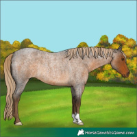 Horse Color:Chocolate Palomino Roan Rabicano 