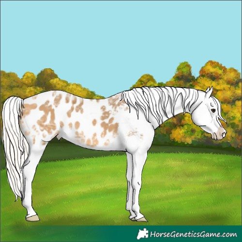 Horse Color:Silver Buckskin Ice Appaloosa 