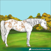Horse Color:Silver Buckskin Ice Appaloosa 