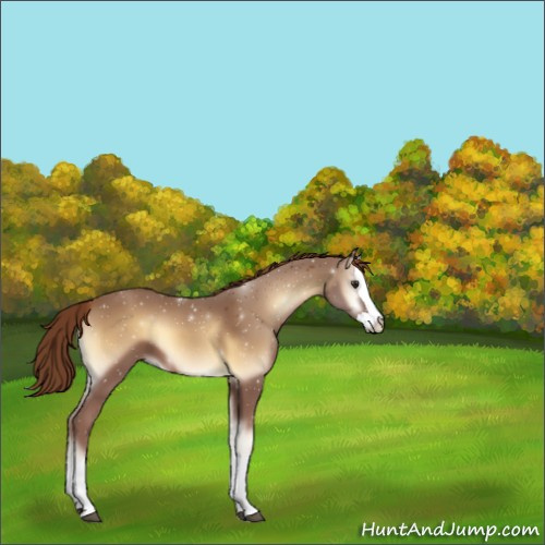 Horse Color:Unknown 