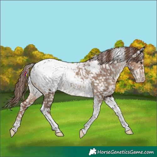 Horse Color:Liver Red Dun Tobiano Appaloosa 