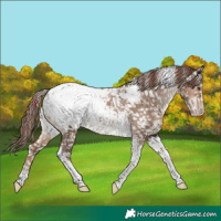 Horse Color:Liver Red Dun Tobiano Appaloosa 
