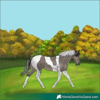 Horse Color:Grullo Tobiano 