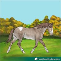 Horse Color:Liver Red Dun Snowcap Rabicano 