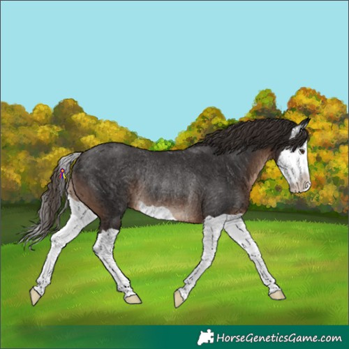 Horse Color:Liver Chestnut Splash Rabicano 