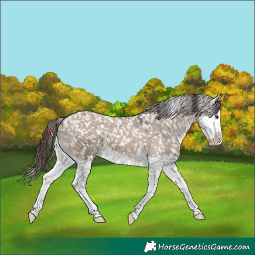 Horse Color:Liver Red Dun Splash Snowflake Varnish