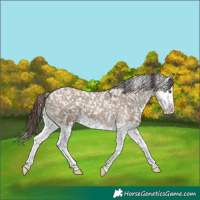 Horse Color:Liver Red Dun Splash Snowflake Varnish 