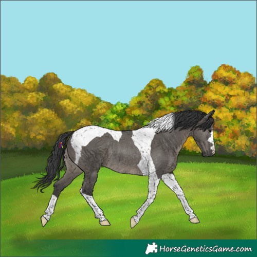 Horse Color:Grullo Tobiano Rabicano 