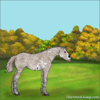 Horse Color:Silver Grullo Ice Roan Frame Rabicano 