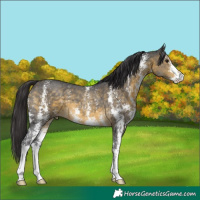 Horse Color:Buckskin Sabino 