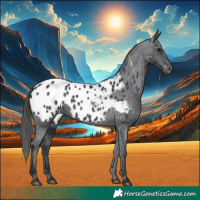 Horse Color:Black Blanket 