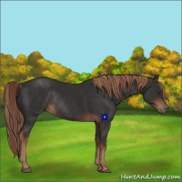 Horse Color:Liver Chestnut Rabicano